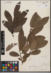 Foto von Salix appendiculata Vill.